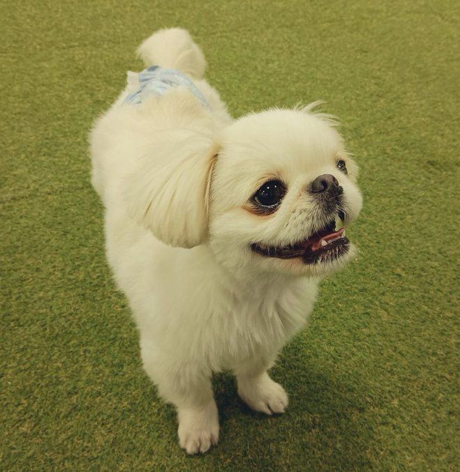 ドッグランを満喫している犬