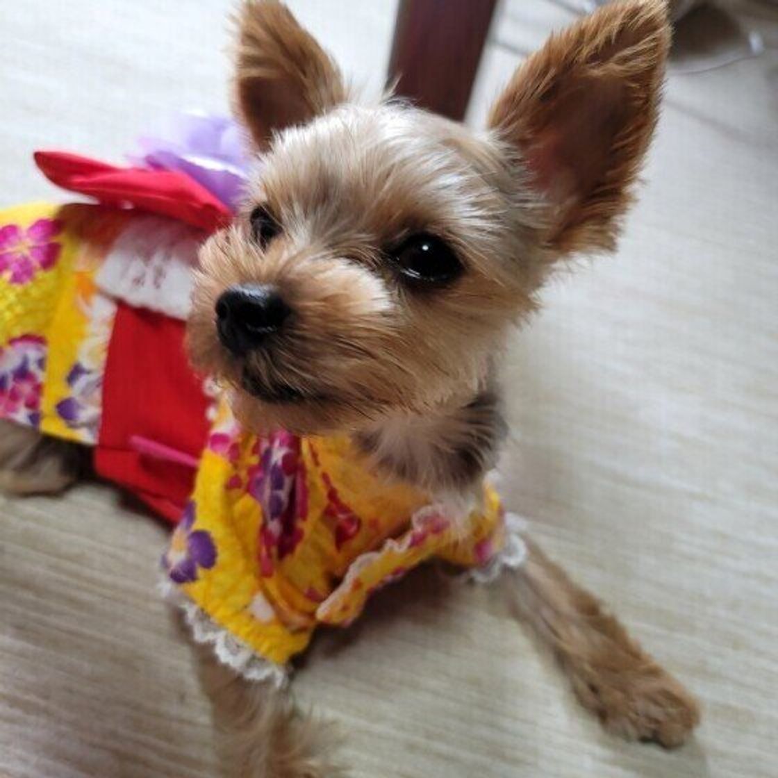 人とは見えている世界が違う 意外と知らない 犬の目 の秘密 いぬのきもちweb Magazine 人とは見えている世界が違う 意外と知らない 犬の目 の秘密 いぬのきもちweb Magazine