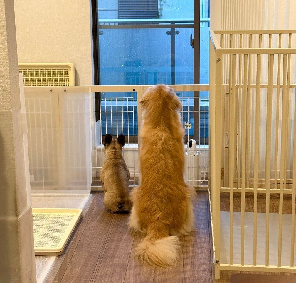 外を眺めるぽち丸くん、ぷー助くん