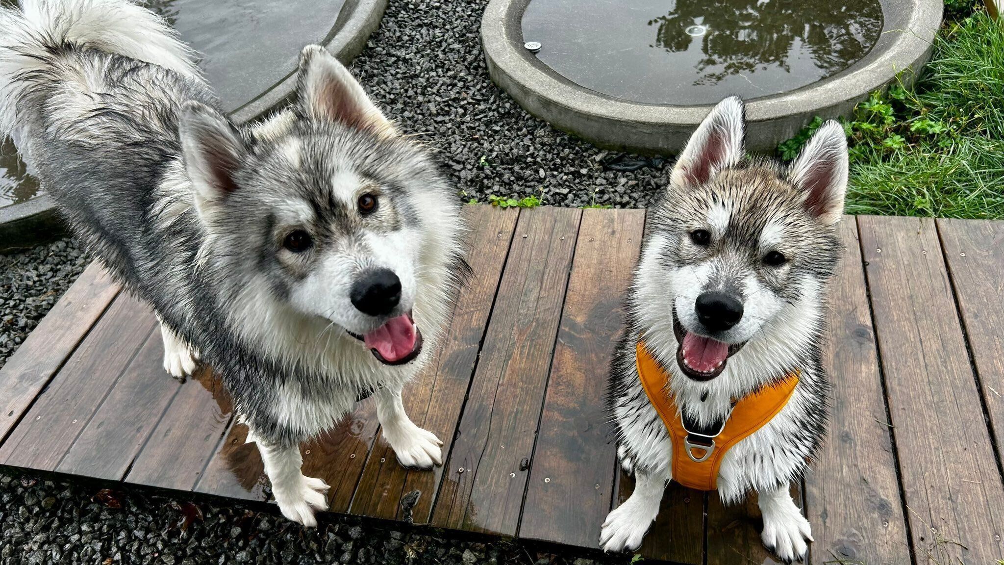 プールで遊ぶほたてくん、しらすくん