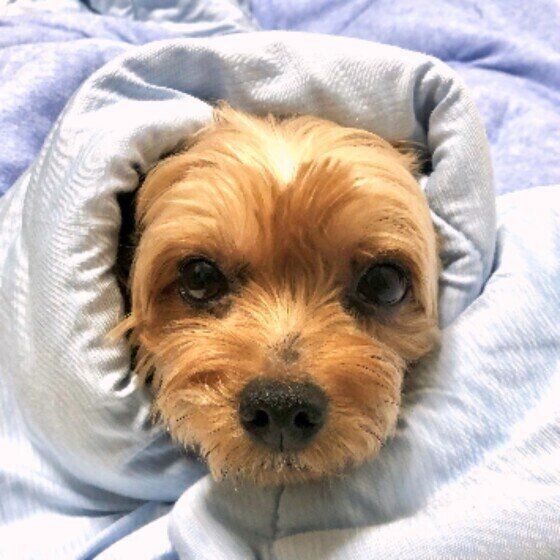 布団にくるまるヨークシャー・テリア