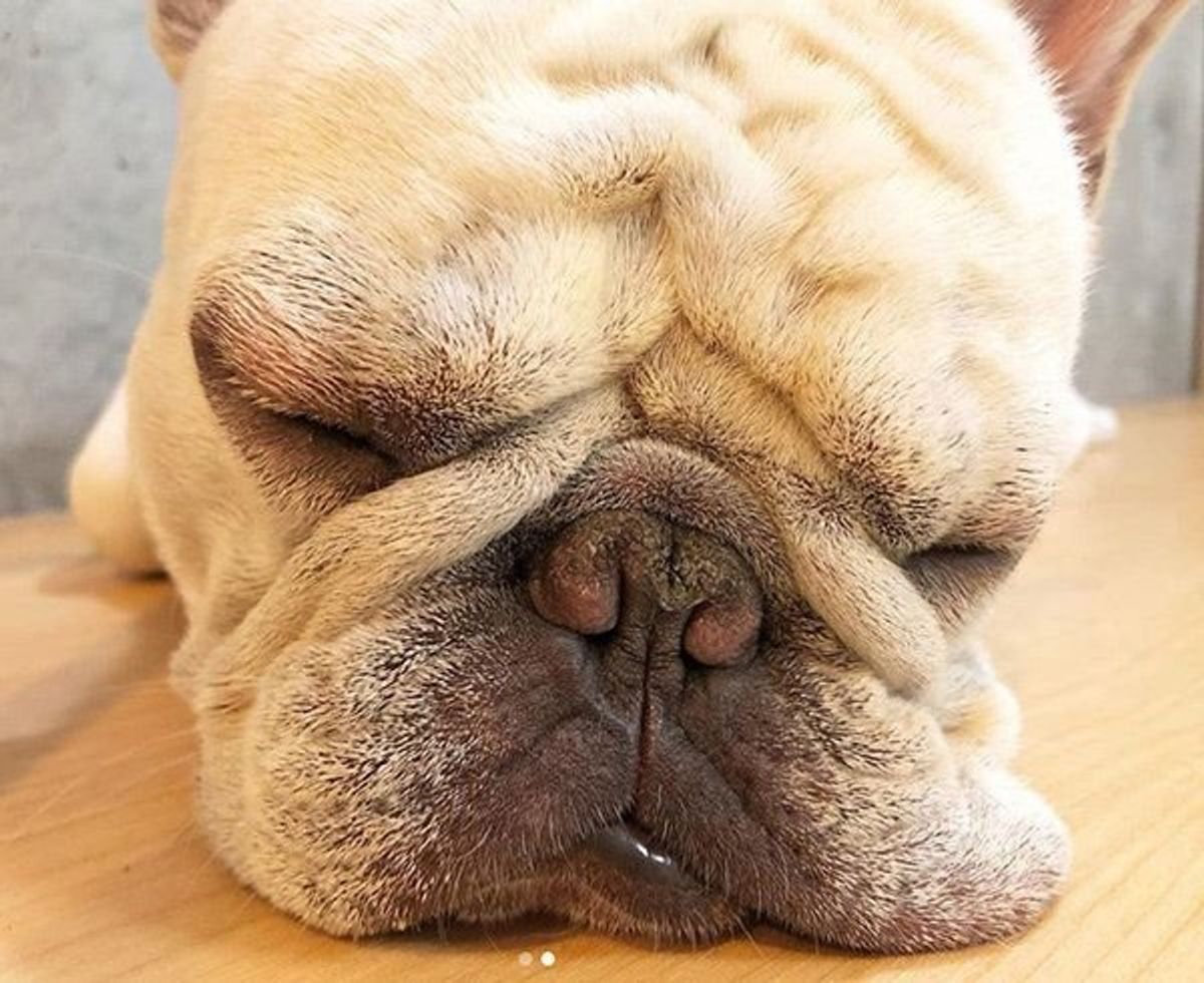 飼い主さんは共感間違いなし Snsで話題の タフタフ 犬の魅力とは いぬのきもちweb Magazine 飼い主さんは共感間違いなし Snsで話題の タフタフ 犬の魅力とは いぬのきもちweb Magazine