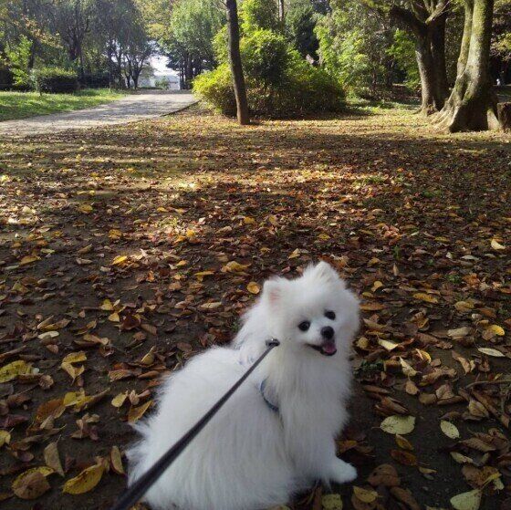 秋の公園とポメラニアン