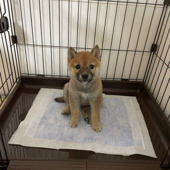 自宅でできる犬の採尿方法とコツとは? 尿検査に役立つ豆知識 いぬのきもち