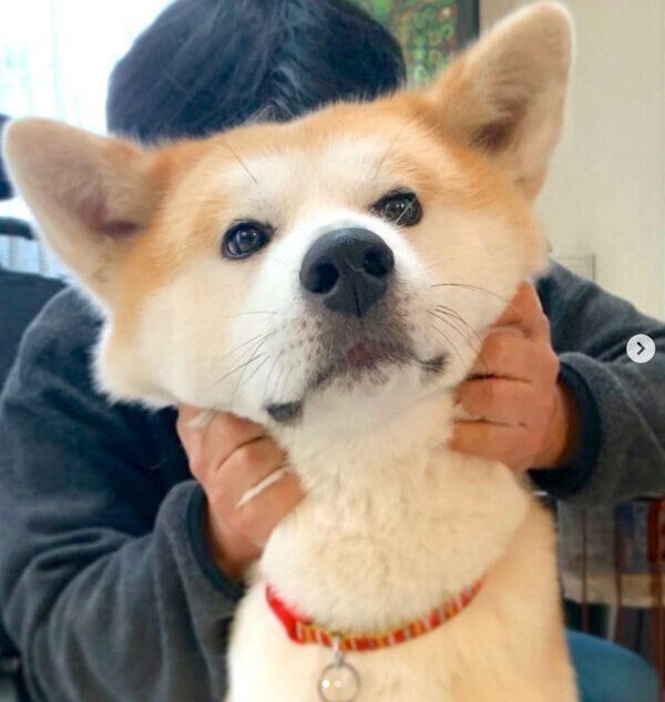 もふもふのジロウちゃん