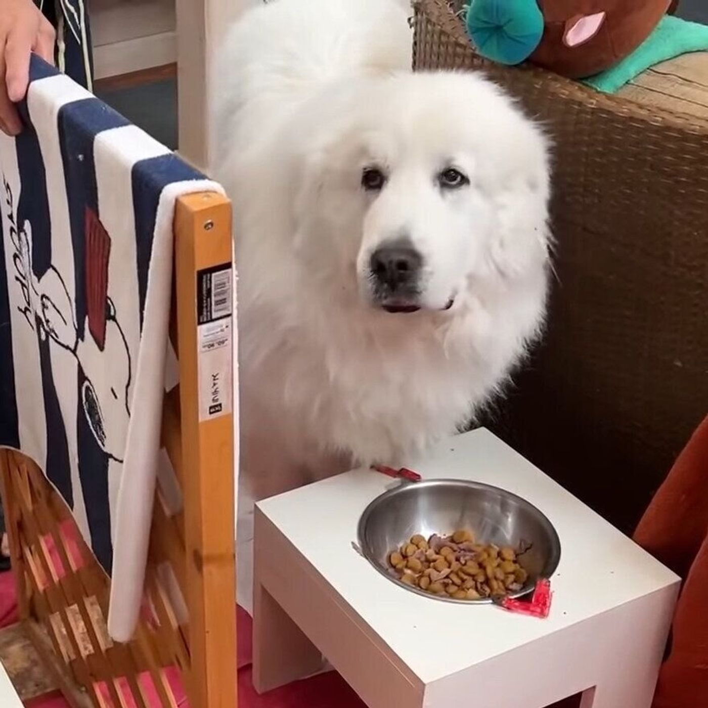 食欲がなかった大型犬 お父さんのゴハンを食べてすっかりいつも通りに いぬのきもちweb Magazine 食欲がなかった大型犬 お父さんのゴハンを食べてすっかりいつも通りに いぬのきもちweb Magazine