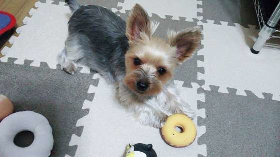 犬がお尻を高く上げる プレイバウ どんな意味があるの いぬのきもちweb Magazine 犬がお尻を高く上げる プレイバウ どんな意味があるの いぬのきもちweb Magazine