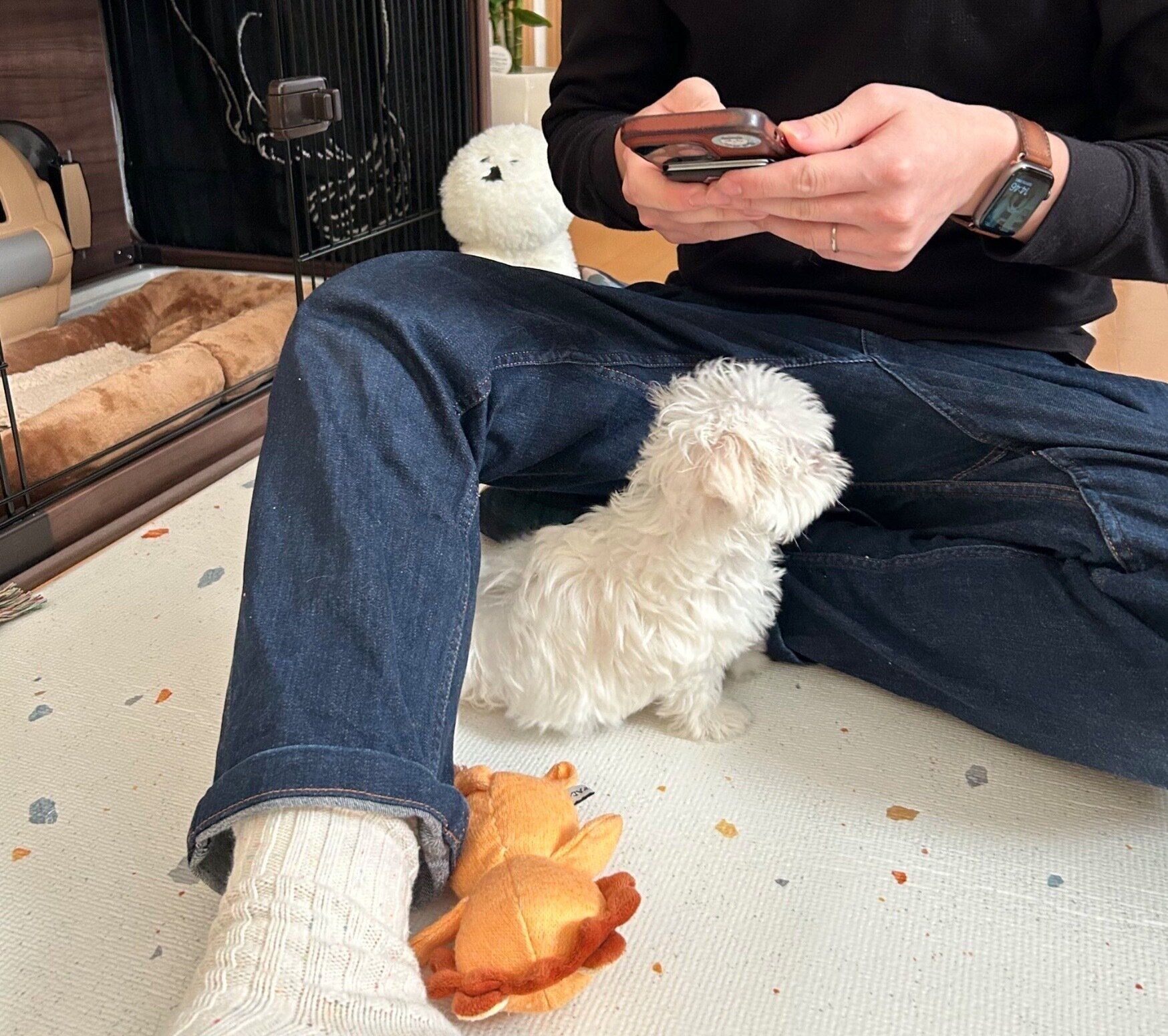 お迎え初日のほたてくん