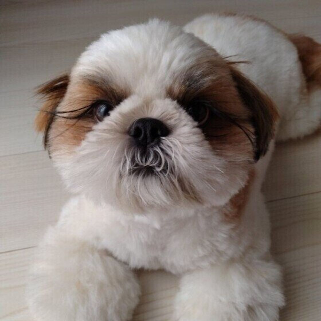 犬に好かれるための10の極意 犬たらし になるには積み重ねが大切 いぬのきもちweb Magazine 犬に好かれるための10の極意 犬たらし になるには積み重ねが大切 いぬのきもちweb Magazine