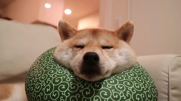 見ていると眠くなってくる ふて寝ワンコの表情が癒し系すぎる いぬのきもちweb Magazine