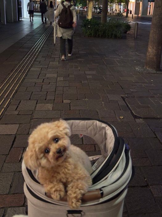 ほほ笑むモカちゃん