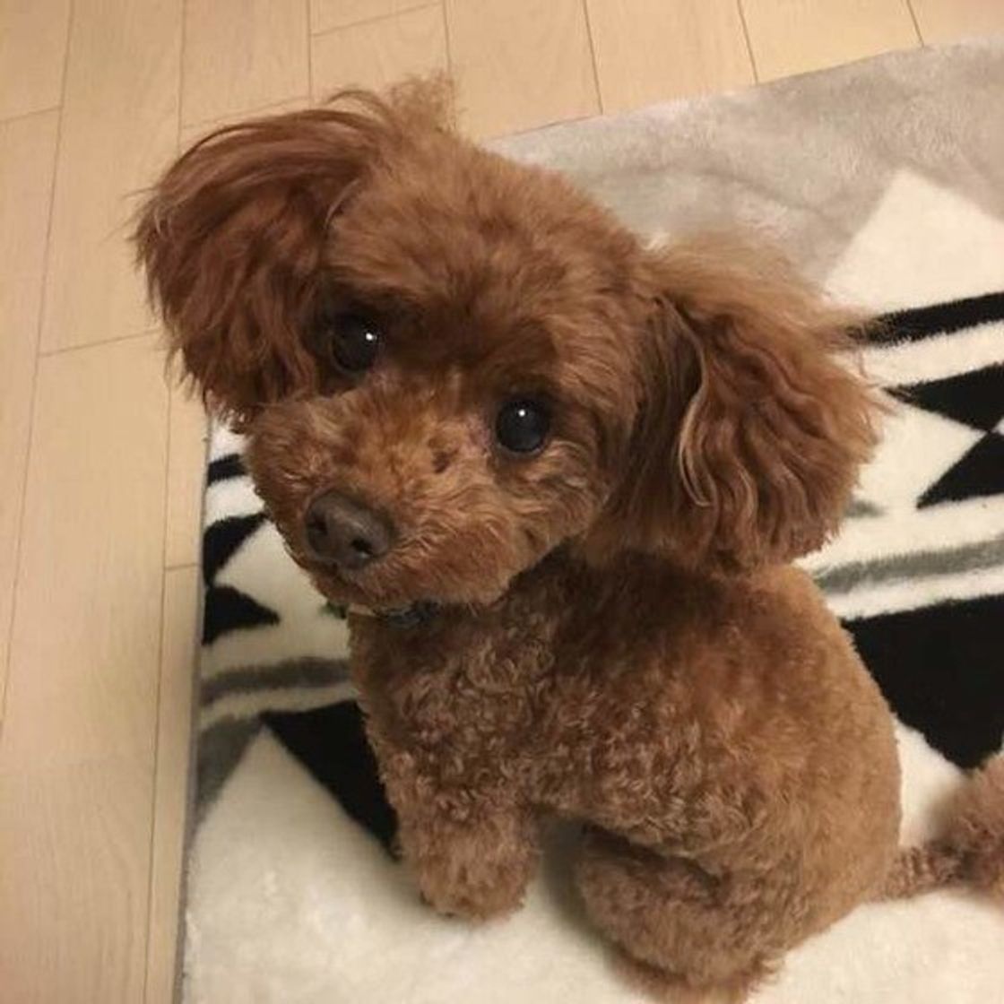 あなたは愛犬から愛されてる 飼い主さんの 愛され度 チェックポイント いぬのきもちweb Magazine あなたは愛犬から愛されてる 飼い主さんの 愛され度 チェックポイント いぬのきもちweb Magazine