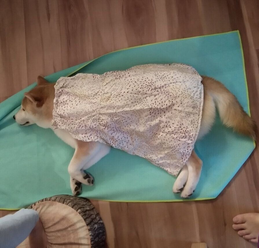 着こなせない服なんて無い ファッショニスタな柴犬タロさん 連載 モフモフ柴とプニプニ娘 第185話 いぬのきもちweb Magazine