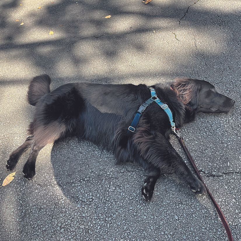 写真提供／Y.S.さん　あずきちゃん