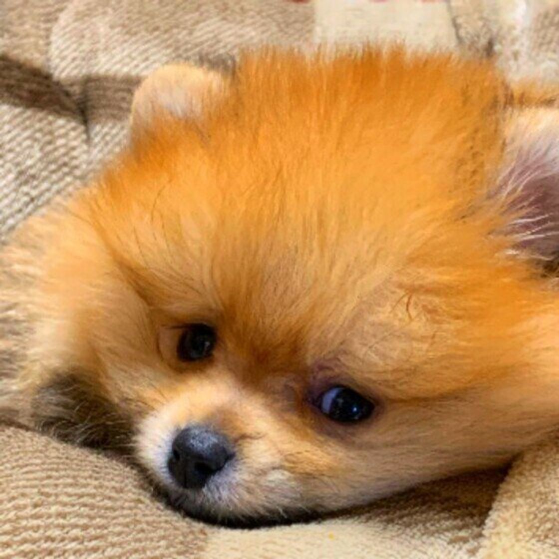 家族の喧嘩が原因のことも 犬が 居心地が悪い と感じる場所の特徴 いぬのきもちweb Magazine 家族の喧嘩が原因のことも 犬が 居心地が悪い と感じる場所の特徴 いぬのきもちweb Magazine