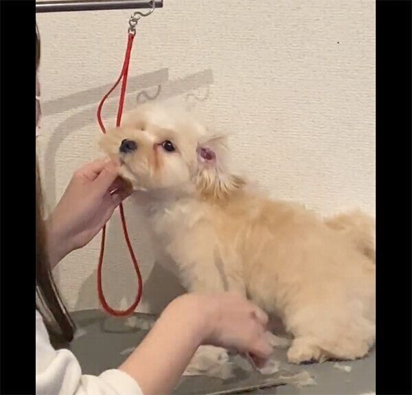 トリミング中のくまくん