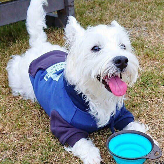 ウエスト・ハイランド・ホワイト・テリア・ラフロイグくん・水飲み