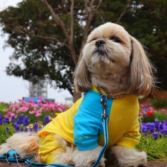 シー・ズーのポチャッコちゃん