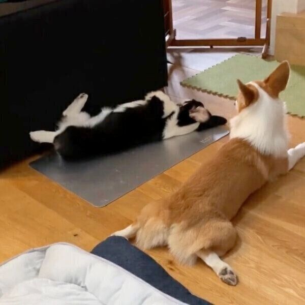 ミンディちゃんとトラヴィスちゃん