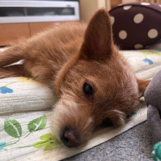 犬が自分の鼻をなめる理由 頻繁になめる際の注意点とは いぬのきもちweb Magazine