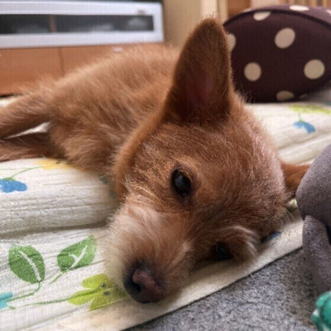 犬が自分の鼻をなめる理由 頻繁になめる際の注意点とは いぬのきもちweb Magazine 犬が自分の鼻をなめる理由 頻繁になめる際の注意点とは いぬのきもちweb Magazine