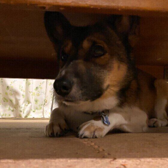 嫌がるMIXの男の子