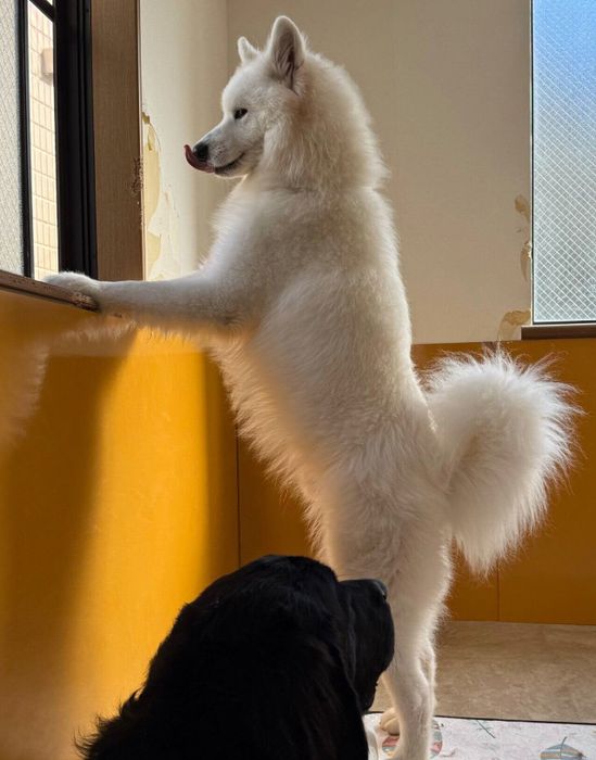 窓の外を見るうるるくん