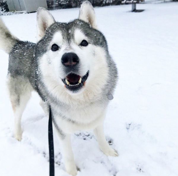 シベリアン・ハスキーの文太くん