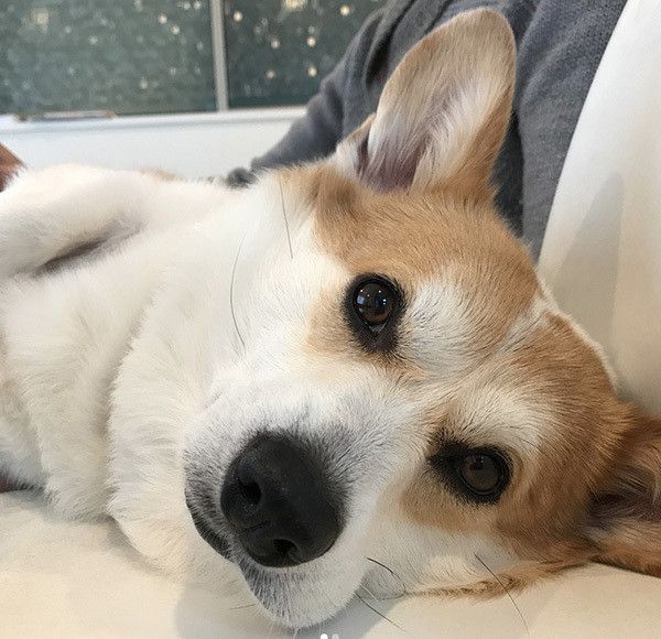 見つめるコーギー
