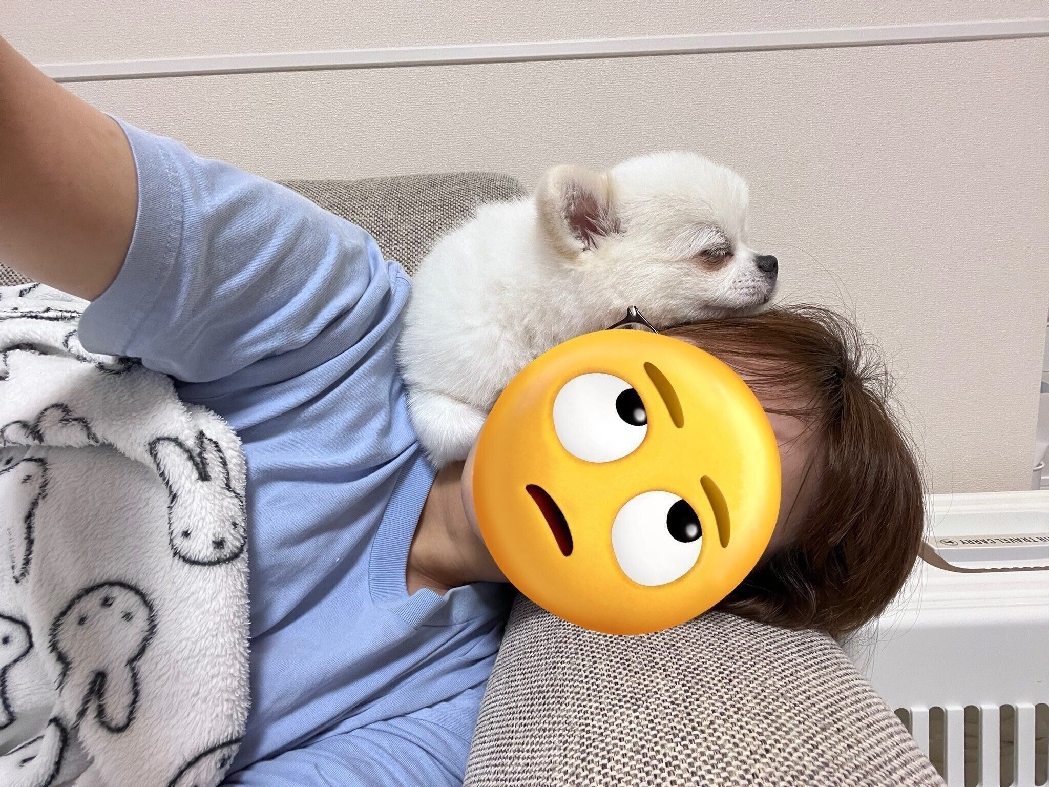 飼い主さんにくっつくましゅくん