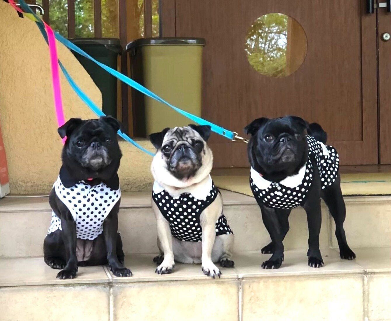 チェックイン時に宿泊施設の外で待つ犬