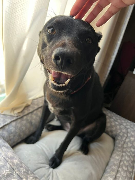 笑顔の表情を見せる犬