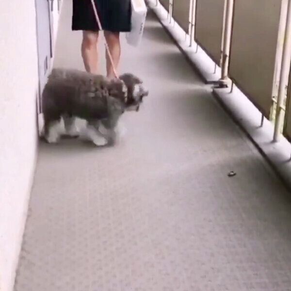 倒れているセミを見てビビるジェスくん