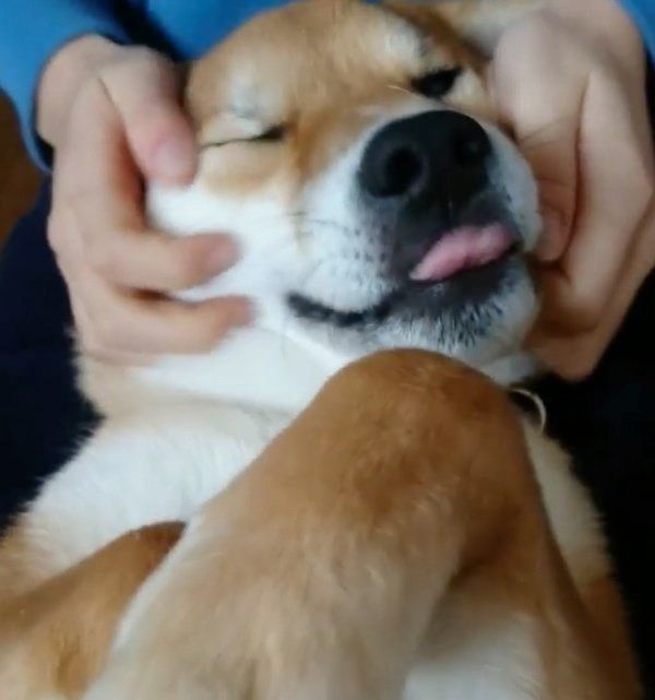 マッサージされる柴犬