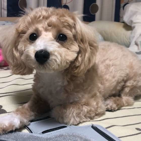 いたずらをする犬