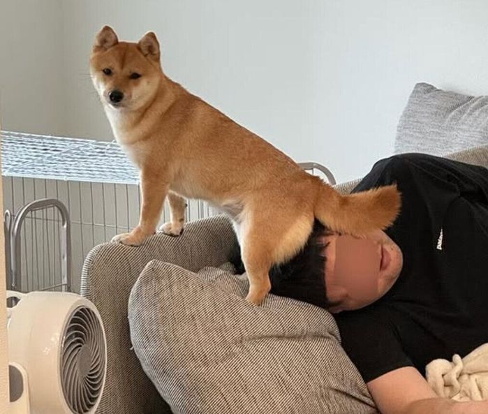 1才2カ月の柴犬