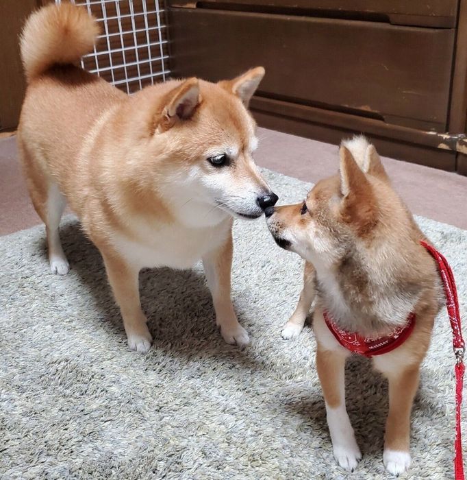 鼻をくっつけるなつちゃん、ここちゃん