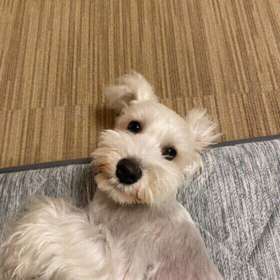 ミニチュア・シュナウザー