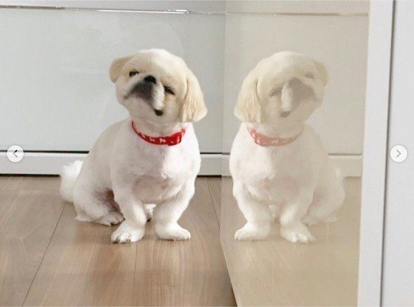 分身の術をするペキニーズ