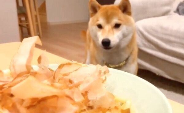 焼きうどんのかつお節と戦うこてつくん