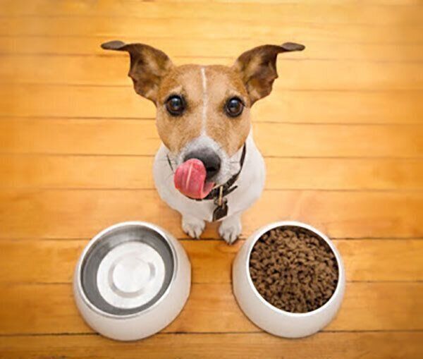 ごはんを食べる犬