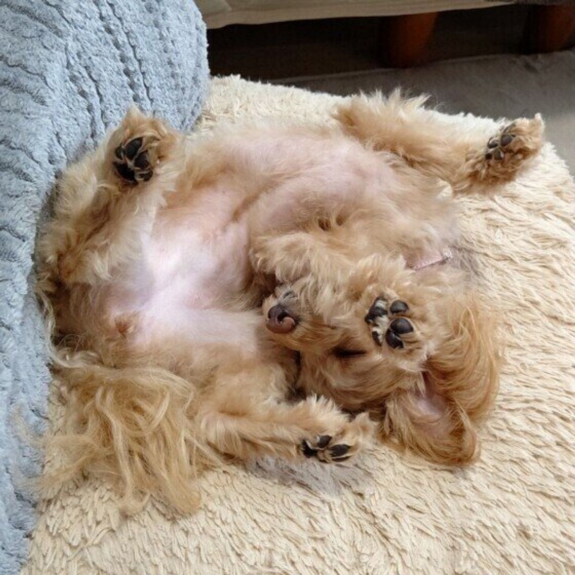 犬も首を 寝違える ことはあるの 対処法や注意したい犬の寝相とは いぬのきもちweb Magazine 犬も首を 寝違える ことはあるの 対処法や注意したい犬の寝相とは いぬのきもちweb Magazine