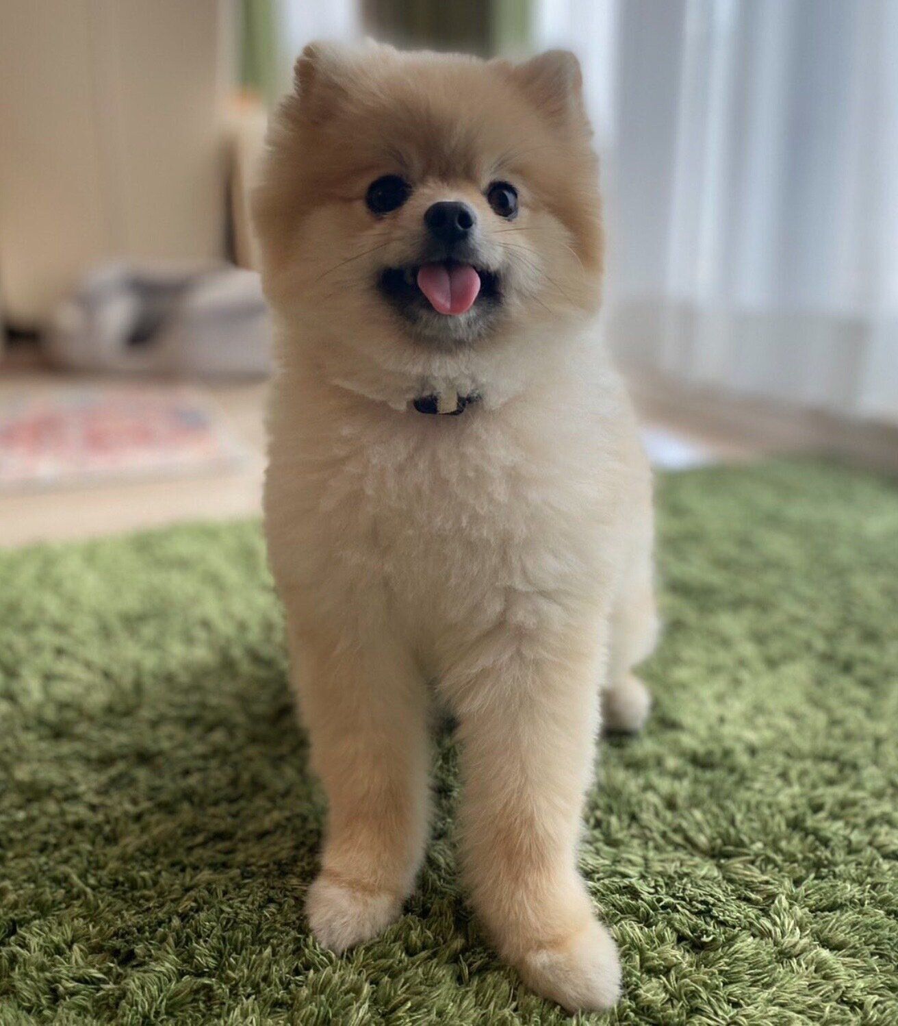 マテをするほたてくん