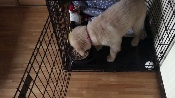 ゴハンを食べるゴールデン・レトリーバー