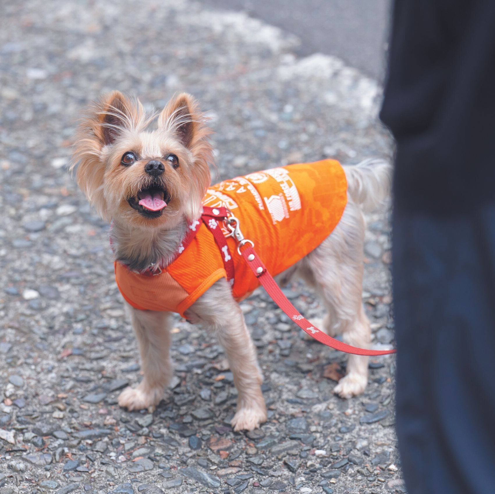 手術が難しい肝臓がんに侵されながらも 毎日元気いっぱいに暮らすシニア犬 いぬのきもちweb Magazine