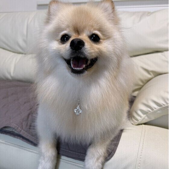 ポメラニアンのいとちゃん