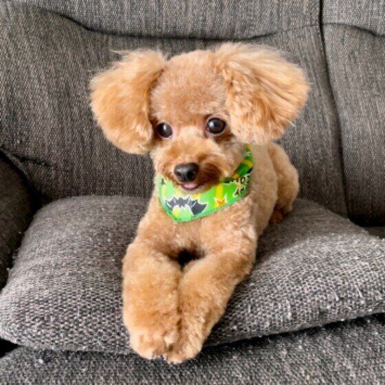 トイ・プードルのチロルちゃん