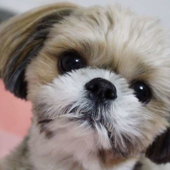 飼い主さんを見つめる犬