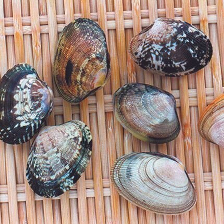 犬の体調悪化の原因に 体調不良の犬に与えてはいけない食べ物 飲み物とは いぬのきもちweb Magazine 犬の体調悪化の原因に 体調不良の犬に与えてはいけない食べ物 飲み物とは いぬのきもちweb Magazine