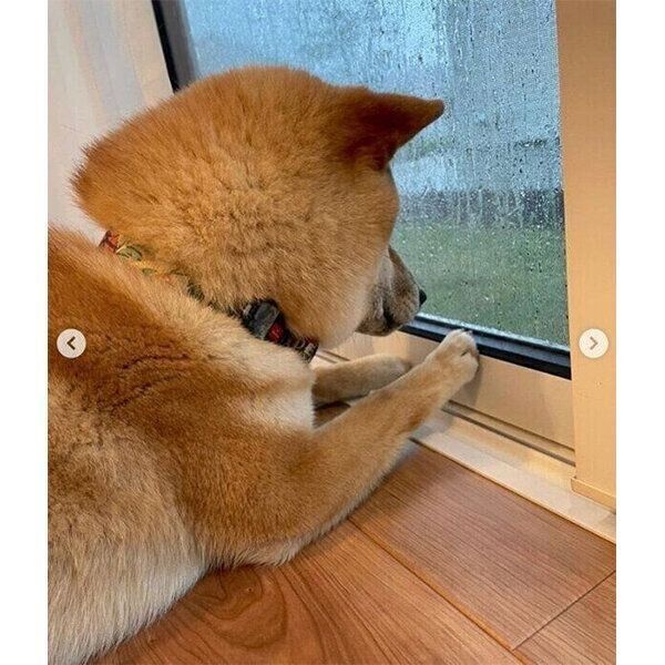 雨が降っていて、ふてくされるまるくん